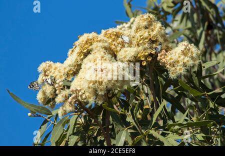 Grand groupe de belles fleurs blanches crémeuses et feuillage d'eucalyptus / arbre de gomme contre ciel bleu dans l'Outback de l'Australie, avec papillon sur fleurs Banque D'Images