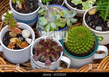 Gros plan des tasses, carafe et mugs utilisés comme pots plantes succulentes sur plateau en osier dans le jardin après la pluie, alternative aux pots en plastique, recycler, cycle et re Banque D'Images