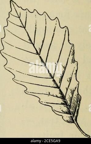 . Travail du bois élémentaire . Chestnut Chestnut Oak Fig. 88 une différence de proportion, car la feuille de châtaignier est longue et étroite, alors que celle du chêne de châtaignier est plus large. Il y a plusieurs variétés de chêne châtaignier, mais les feuilles sont assez similaires et elles appartiennent toutes au groupe de chêne blanc et mûrissent leurs acornes en une saison. Theygrow à une grande taille, un célèbre de révolutionnaire LES OAKS 75 fois à Fishkill-on-tlie-Hudson mesurant sept pieds de diamètre. Les acornes sont doux et très soughtafter par les écureuils. Le bois est durable dans les endroits exposés et est utilisé pour le cococooperage, railroa Banque D'Images