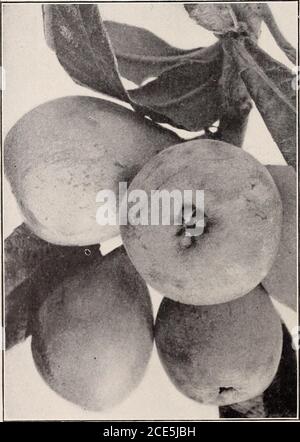 . Armstrong Nurseries . FRUITS NEUFS ET RARES AVOCAT—POIRE ALLIGATOR AVOCAT. (Persia Gratissima ) ce fruit finetropique est un natif des Antilles et du Mexique, communément connu au Mexique sous le nom de theAguacate. Le fruit est très grand, en forme de poire, recouvert d'une peau verte ou pourpre contenant une quantité d'alarge de pâte ferme, jaunâtre-vert, en fermant une seule graine. La pulpe est semblable à la marrrow, d'une saveur très agréable, et est mangée comme une salade.il y a quelques-uns de ces arbres maintenant baringà différents points près de Los Angeles. Les retours en réseau d'un arbre à Monrovia ont été en moyenne de quatre ans, soit plus de 70.00 $ par année. A Banque D'Images