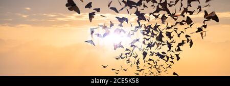 Essaim de papillons monarques, groupe Danaus plexippus pendant le coucher du soleil Banque D'Images