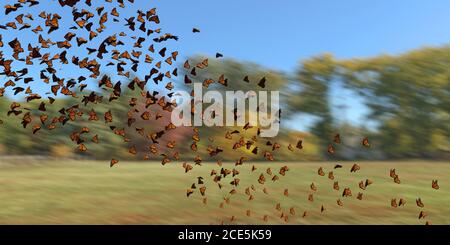 Groupe de papillons monarques, Danaus plexippus essaim volant sur un champ Banque D'Images