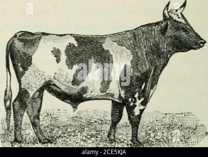 Nouveau Manuel Complet D'industrie Laitière Pour La Province De Québec .  Papier Feutre Revêtement De 1*Jïandes Dk 1 Iî1 ? Planches Brutesg X 2  Colombagesig? De Centre À Centre 36 De