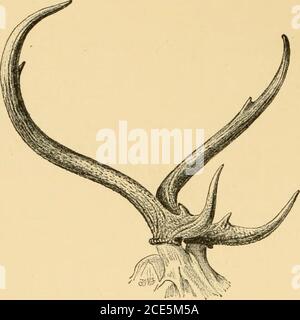 . Les mesures de corne et les poids du grand jeu du monde: Être un record pour l'usage des sportifs et des naturalistes . lopé, et en itselfdichotomous, et meublé avec de longues dents cylindriques. Surface externe des bois lisse et poli. Cheveux en hiver ratherlong et grossier. Couleur générale marron uniforme, plus foncé sur le théose et la surface supérieure de la queue, et plus clair sur les joues et les parties inférieures des côtés et des haunches. Lèvre inférieure, ventre et sous-surface de la queue blanchâtre. Lèvre supérieure, occiput, et membres avec un decidedtenge de rufous. Les cheveux à l'avant du canon métacarpien Banque D'Images