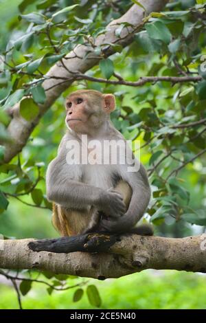 Singe sur un arbre dans le parc Banque D'Images