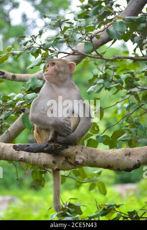 Singe sur un arbre dans le parc Banque D'Images