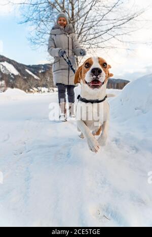 Beagle chien la première fois sur la neige avec le propriétaire. Banque D'Images