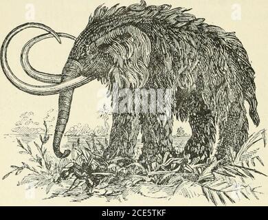 . Les origines : questions d'apologie . Figure 101. —Squelette de VE/ephas primigenius (Mammouth). Près dAmiens, et aux environs dAbbeville, par Boucherde Perthes et Latuor, DilTère de lindustrie chelléenne, soit (1) A consulter sur lo Chellîen : Dault du Mesnii, Anthroteville, sur Reventaire des environs, 15, 1896, p. 284. —Capitan, Revuede lEcole dAnthrop., 15 nov. 1895. — boule,Anthropologie, 1895, n a, p. 497. — Sal. Reinach, le préhistorique enEgypte, Anthropologie, VIII, n» 3, p. 327. — Zumotfen, Lâge de pierre enPhenicie, Anlhrop., Vill, n^ 3, Banque D'Images