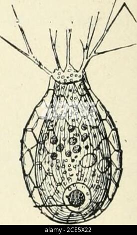 . Les origines : questions d'apologie . Figure 26 et 27. — Amibes énietlaut depseudopodes par un seul point deleur surface. — 75 — &lt;le ralimont, la digestion ou la dissolution de lalement, enfinlassiuialilion : cette dernière dernière opération seule constitue vrai-ment la nutrition. Daprès le Dantec (1), on |)eu ramener à des phénoménesde Mécanique et de chimie Feutrée des aliments dans la celIule, leur dissolution et leur dilution dans le masse du proto-plasme. Son analyse est instructive. Is Tacteilassimilation paratout à lail irreductible à une loi phy- /^ ,,i ?m-. Banque D'Images