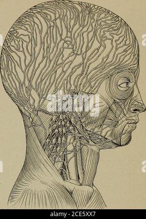 . Le corps humain et la santé : un livre de texte élémentaire d'anatomie essentielle, de physiologie appliquée et d'hygiène pratique pour les écoles . ^ est connu à la circulation systémique. Une partie de la circula- systémique. Figure 89. — vaisseaux lymphatiques de la tête. Notemore qu'un score de ganglions lymphatiques dans le col de cygne. (Du manuel de référence des sciences médicales.) 128 LE SYSTÈME CIRCULATOIRE est appelé la circulation portale. Il s'agit du flux sanguin provenant des capillaires et des veines des viscères abdominaux ab dans la veine porte et de ses branchesse divisant en capillaires à l'intérieur du foie. Tarif auquel le Bloo Banque D'Images