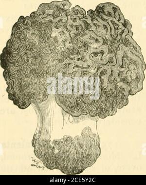 . Guide des modèles de champignons britanniques de Sowerby dans le département de Botany, British Museum (Natural History) . urs la croissance de la moisissure.Morels sont principalement utilisés pour aromatiser les soupes, les sauces, et les gravies.Ketchup peut être fait à partir d'eux. Parfois, le pileus du champignon en croissance apparaît comme étant idusted avec le tabac à priser. Ceci est dû à l'attaque d'un champignon parasite, Hypomyces cervinus Tul. 176. Morchella conica pers.—pileus conique-conique-conique, adnata atla base à la tige; côtes primaires longitudinales, formetransverse replis; fosses allongées, étroites, plicato-lacunose; claviant vers le haut de la b Banque D'Images