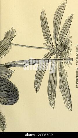 . Manuel du producteur d'orchidées : contenant les descriptions des meilleures espèces et variétés de plantes d'orchidées . Banque D'Images