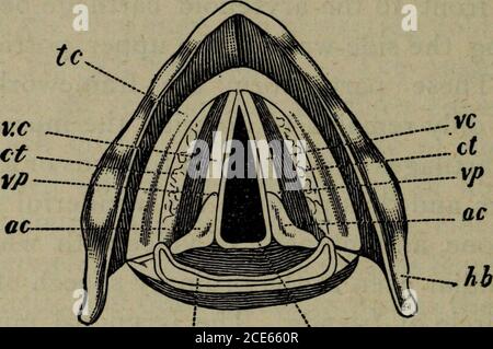 . L'hygiène des organes vocaux : un manuel pratique pour les chanteurs et les orateurs. Muscle ( crico-thyroïde ) (Fig.15, ctni) de chaque côté, qui va vers l'arrière et vers le haut du cartilage cricoïde au bord inférieur et à la corne adjacente du cartilage de la thyroïde. L'aryoténoïde passe à l'arrière du larynx d'un cartilage aryténoïde à l'autre. Un muscle thrdmuscle ( crico-arytenoid postérieur ) s'étire du dos ou du signe du cartilage cricoïde jusqu'à l'éperon de l'arytenoid. Entre le même point du corps portant le nom de laste, et la partie supérieure du côté du thécricoïde passe un Banque D'Images