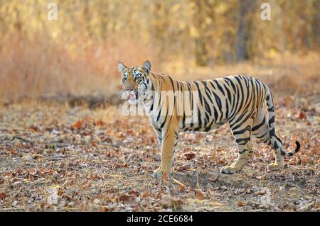 Tigre indien (Panthera tigris) à la recherche de touristes Banque D'Images