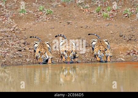 Tigre indien (Panthera tigris) eau potable ensemble du trou d'eau Banque D'Images