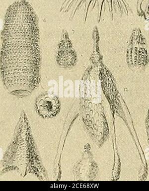 . Science-potins . rf[^d^ ^]. Radiolaria. Le Challenger a quitté Sheerness en décembre 1872 et est arrivé à la maison en mai 1876, après avoir parcouru le monde par une route indirecte et sinueuse. Le voyage a couvert quelque 69,000 kilomètres d'océan, au cours desquels plus de 400 sondages en haute mer ont été effectués. Un des résultats les plus importants de ses enquêtes a été de démontrer que le fond de notre modernocéan, loin d'être la demeure de la mort, est peuplé par de nombreuses formes extraordinaires de vie. Aussi que la profondeur peut être mesurée par des milles, nous avons la population de la taille des formes de l'humbler. Tous les grands types amon Banque D'Images