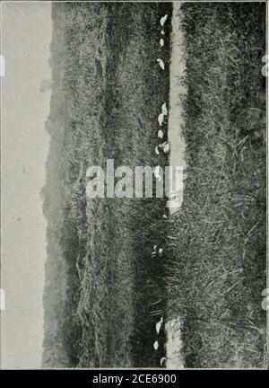 . Deux voyages en Afrique, avec des notes et des suggestions sur la préservation des grands jeux en Afrique; . réserve de hilwa à partir de la source de la rivière Palombe dans le district de Mlanje, la limite de la réserve du lac Chilwa doit être transportée en direction de l'est jusqu'à la source du plus riche sud de la rivière Sombani, et à partir de ce point, elle doit être transportée le long d'une ligne droite Une direction est à la frontière anglo-portugaise, qu'elle suivra jusqu'aux rives du lac Chilwa. La limite se poursuivra le long de la rive du lac, vers l'ouest et vers le nord, jusqu'à la confluence Banque D'Images