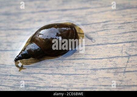 Un gros plan d'un escargot de boue de Lymnaea stagnalis, un escargot de bassin. Banque D'Images