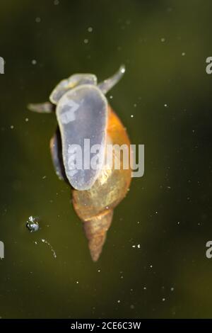 Un gros plan d'un escargot de boue de Lymnaea stagnalis, un escargot de bassin. Banque D'Images