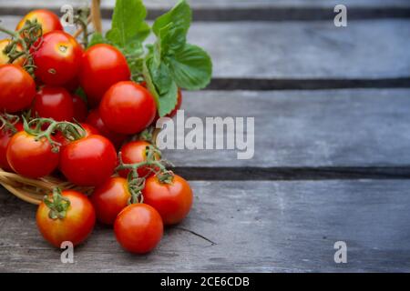 Tomates cerises fraîches basilic et origan sur fond rustique en bois vieilli Banque D'Images
