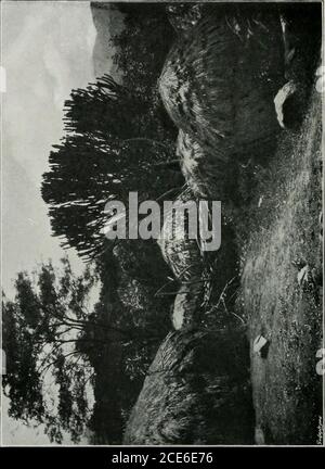 . Deux voyages en Afrique, avec des notes et des suggestions sur la préservation des grands jeux en Afrique; . DEUX TRIPSTWOAFRICANTRIPSW00BUXT AFRICAINS Banque D'Images