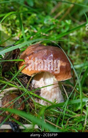 Gros plan de champignons boletus dans la forêt. Banque D'Images