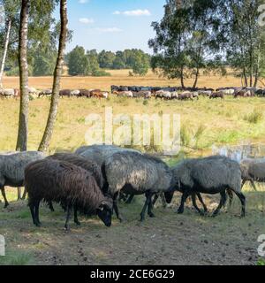 Beaucoup de moutons allemands de landes à un trou d'arrosage sur le Lunenburger Heath Banque D'Images