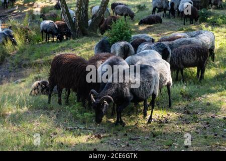 Beaucoup de moutons allemands de landes à un trou d'arrosage sur le Lunenburger Heath Banque D'Images