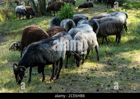 Beaucoup de moutons allemands de landes à un trou d'arrosage sur le Lunenburger Heath Banque D'Images