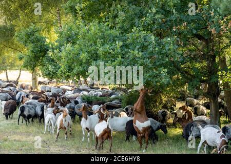 De nombreux ovins et caprins de landes allemandes dans un trou d'eau Sur le Lunenburger Heath Banque D'Images