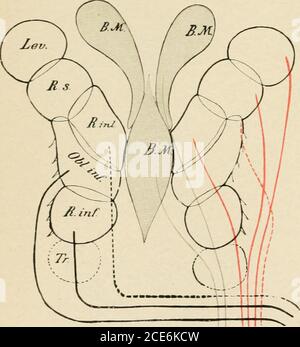 . Un livre de texte de physiologie humaine . ig. 2:2). Des observations spéciales sur les théconnections des deux côtés du noyau moteur oculo à un prix abordable, des motifs pour croire que les noyaux des deux sphincters (pupille et hébergement) ainsi que les noyaux de ces muscles ex-trinsiques qui prennent part dans les mouvements synergiques des yeux, sont unis. Ce dernier est illustré par le fait que les mouvements synergiques cessent lorsque la région nucléaire appariée est divisée en deux par une section sagittale médiane. La division complète du cerveau à l'extrémité antérieure du cerveau moyen pro-duce un état remarquable d'inertie dans les muscles, W Banque D'Images