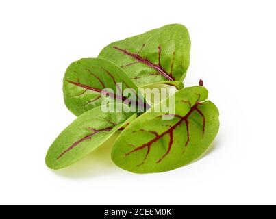 Feuilles de sorrel microvertes fraîches. Sorrel à veiné rouge. Banque D'Images