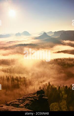 Paysage de forêt de brume rêveuse. Les sommets majestueux des vieux arbres coupent la brume lumineuse. La vallée profonde est pleine de brouillard coloré Banque D'Images