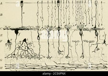 . Un livre de texte de physiologie humaine . er (F) dans une arborisation terminale qui vient en relation avec les branchlets extérieurement dirigés de cellules de ganglion définies. ON donne DES IMAGES SUR LE RETIXA 515 des cellules des fibres optiques de la couche de ganglion, formant la couche la plus interne de la rétine, la couche de fibres nerveuses {H). L'étendue latérale du tuft extérieur des dendrites des cellules bipolaires (£),toutes deux celles qui correspondent aux tiges et celles qui correspondent aux thécones, varie beaucoup. En général, plusieurs tiges ou cônes sont reliés à l'eachof des cellules bipolaires. Mais chaque cône du fov Banque D'Images