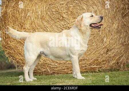 Labrador Dog posant 30 Banque D'Images