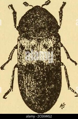 . M. Evans's Comment bien garder; . Figure 378. — piège pour les cafards. Figure 379.—cafard. Figure 380.—LarderBeetle. (HerrickSanitary ScienceSeries No. 3, cours de lecture de CornellReading, oct 1, 1913.) Le papillon méditerranéen de la farine, le papillon indien de la farine et le papillon de la farine mangent également du repas, de la farine, du pain, des gâteaux et des céréales. La principale objection à l'encontre des membres de ce groupe est qu'ils se regroupent dans les céréales. Les insectes qui montrent un goût pour le grain plutôt que les produits du grain sont la cadelle, le coléoptère du grain à dents de scie, la teigne du grain de l'angumois, le charançon granilaire, et le charançon du riz. Le corps o Banque D'Images