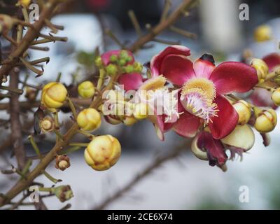 Shorea robusta, Dipterocarpaceae, Couroupita guianensis Aubl., Sal fleurant dans le jardin sur fond de nature floue Banque D'Images