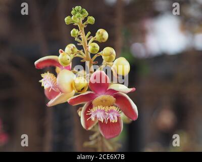 Shorea robusta, Dipterocarpaceae, Couroupita guianensis Aubl., Sal fleurant dans le jardin sur fond de nature floue Banque D'Images