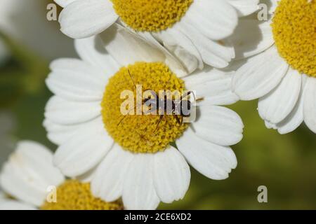 Nymphe d'un insecte de damsel fourmis (Himacerus mirmicoides), famille des Nabidés à la recherche de proies sur les fleurs de l'éverthome (Chrysanthemum parthenium). Août Banque D'Images