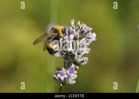 Bumblebee (Bombus), famille des apidés sur des fleurs de lavande (Lavandula), famille des Lamiaceae dans un jardin hollandais. Pays-Bas juillet Banque D'Images