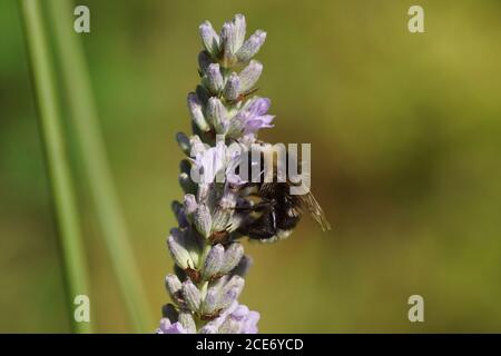 Vestal cuckoo Bumblebee (Bombus vestalis), une espèce de Cuckoo Bumblebee sur des fleurs de lavande (Lavandula), famille des Lamiaceae. Jardin hollandais. Pays-Bas Banque D'Images