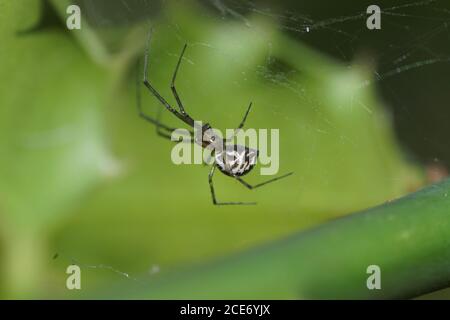 Money Spider, araignée européenne de hamac, araignée à toile (Linyphia triangularis) de la famille Linyphiidae dans sa toile. Pays-Bas juillet Banque D'Images