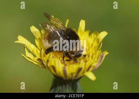 Survol, Merodon equestris (mouche à bulbes Narcisse, grande mouche à bulbes, grande mouche à bulbes, grande mouche à Narcisse) sur une fleur jaune. Famille des Syrphidae Banque D'Images