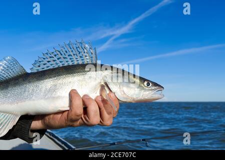 Le pêcheur tient une perche de zander ou de brochet pêchée entre les mains sur le fond de la mer Baltique. Concept de capture et de libération de la pêche. Zander sur la liberté. Banque D'Images