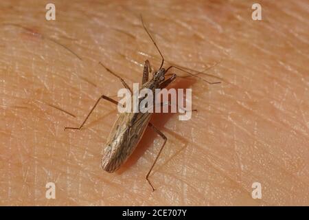 Un Bug de Damsel de champ (Nabis Ferus) ou un pseudoferus de Nabis sur ma main. Famille Nabidae. Pays-Bas, octobre Banque D'Images