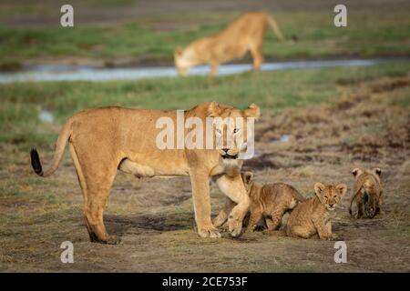 Deux lionesses femelles et leurs petits oursons de lion à Ndutu Tanzanie Banque D'Images
