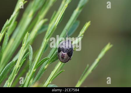 Une nymphe d'un insecte de bouclier de gorge (Piezodorus lituratus) de la famille des Pentatomidae sur un balai commun. Août, dans les dunes néerlandaises près du village de Bergen Banque D'Images