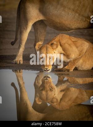 Reflet vertical de l'eau potable sans lioness regardant la caméra avec Un lion masculin se tenant au-dessus d'elle à Ndutu en Tanzanie Banque D'Images