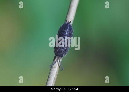 Une maison à bois rugueuse (Porcellio scabre), famille des Porcellionidae, sur une tige de plante dans un jardin hollandais. Pays-Bas, octobre Banque D'Images