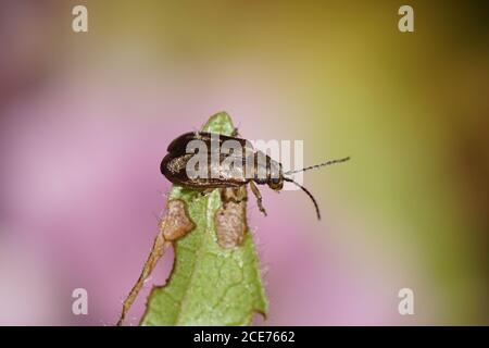 Un coléoptère à feuilles de viburnum (Pyrrhalta viburni) de la famille des Chrysomelidae aime laurustinus (Viburnum tinus), la famille des Adoxaceae. Pays-Bas, août Banque D'Images